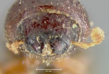 Media type: image;   Entomology 35047 Aspect: head frontal view